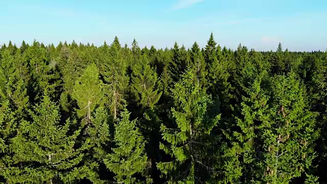 飞越松林，绿树之间，北欧视频下载