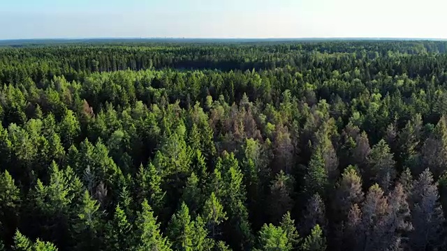 在阳光下飞过翠绿的松林视频下载