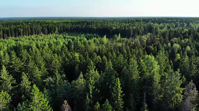 鸟瞰图的绿色森林和沼泽，北部的自然。视频下载