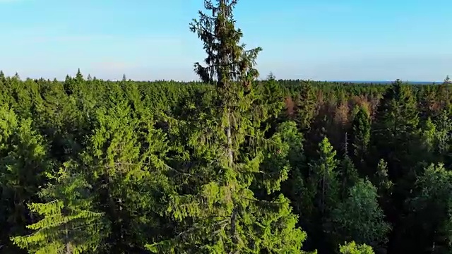 空中环绕高大的松树飞行，树梢特写视频下载