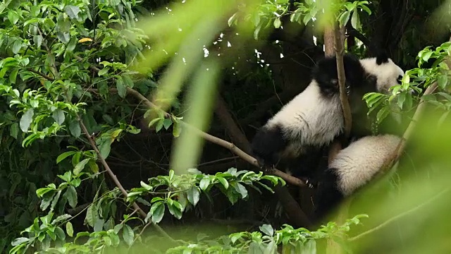 两只可爱的熊猫宝宝在树上玩耍，4k视频素材
