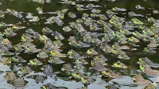 水产农场池塘中有大量的青蛙视频下载