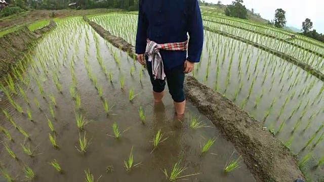 下雨的时候，农民很高兴视频下载