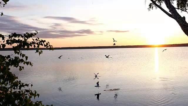 平静的湖面上，夕阳西下，鸟儿在头顶盘旋视频下载