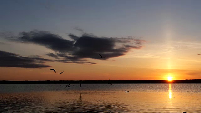湖上的晚霞，海鸥在水面上飞翔视频下载