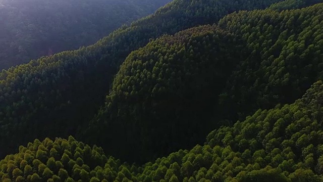 鸟瞰山顶的森林，4k视频素材