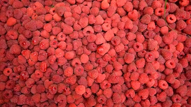 新鲜的红覆盆子，水果背景视频素材