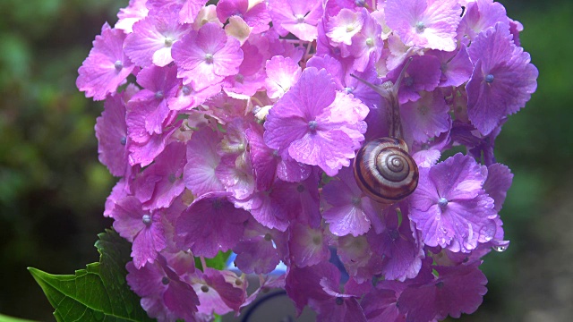 绣球花上的蜗牛视频素材