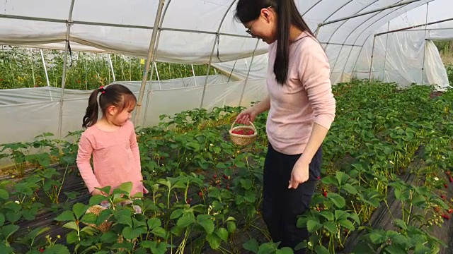 一个亚洲小女孩和她妈妈在农场里摘草莓视频下载