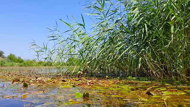 在阳光明媚的日子里，湖面上的野绿草藤条视频素材