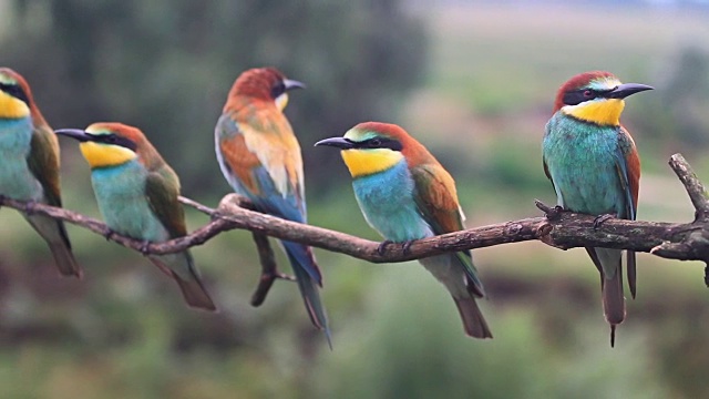 一群奇异的鸟儿坐在树枝上唱歌，视频下载
