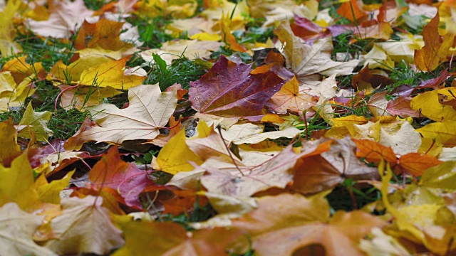 秋天公园里的落叶视频素材