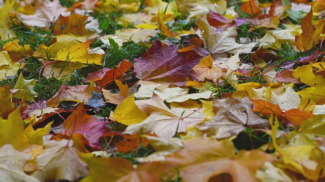 树叶躺在秋天的公园里视频素材