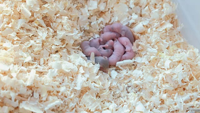 当它们的妈妈在巢里时，新生的小老鼠是瞎的。视频素材