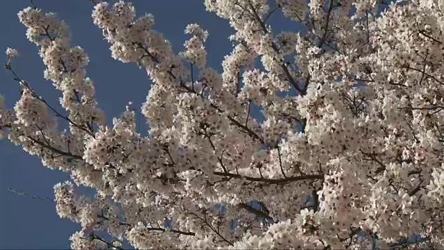 低角度的枝条与樱花在华盛顿特区视频下载