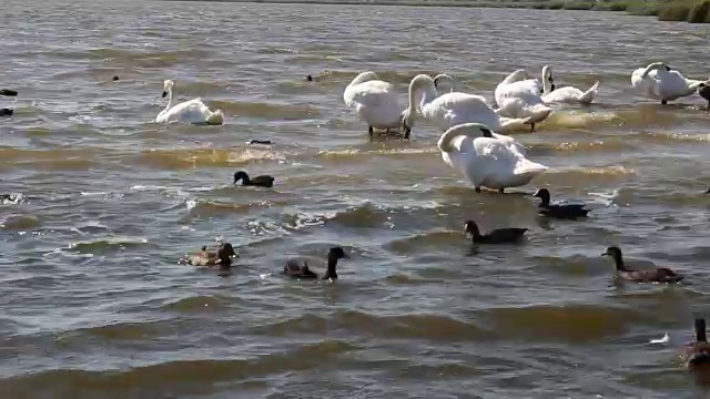 湖面上美丽的白天鹅视频素材