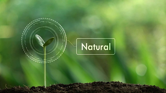 种植一棵树和自然全息图，拯救地球和自然，清洁生态在自然。视频下载