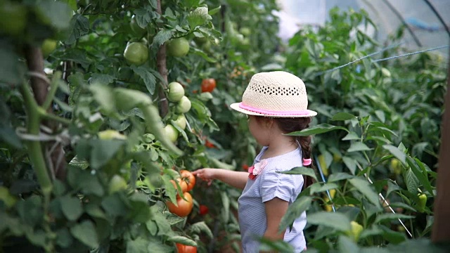 可爱的孩子在温室数西红柿视频素材