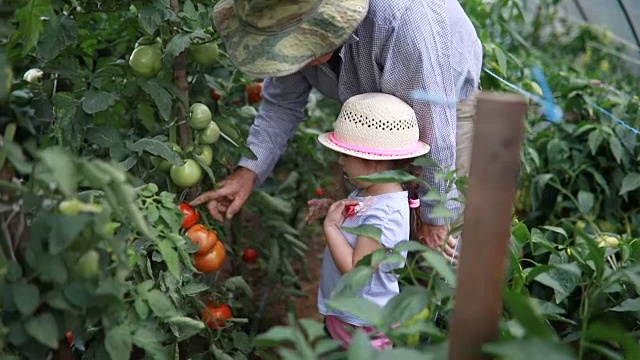 爷爷教他的孙女种西红柿视频素材