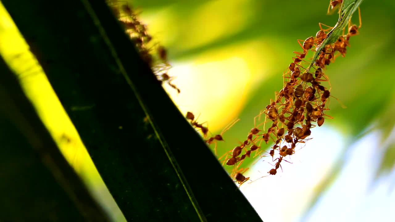 蚂蚁桥团结队，4K。视频下载