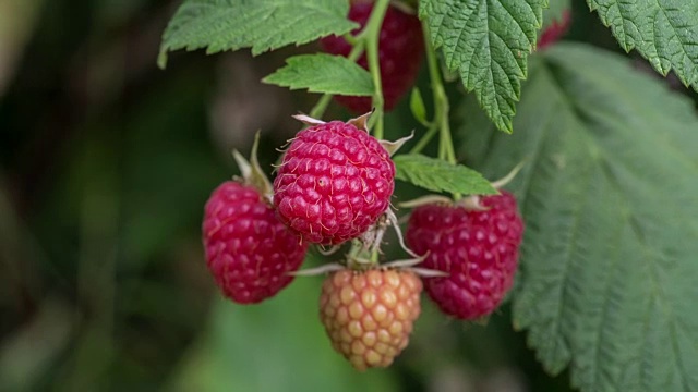 树莓视频下载