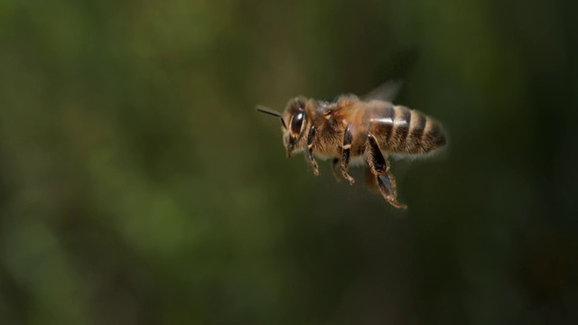 欧洲蜜蜂，意大利蜜蜂，飞行中的蜜蜂，诺曼底，4K慢镜头视频素材