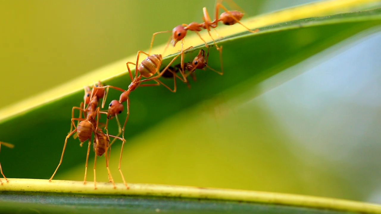 蚂蚁桥团结队，4K。视频下载