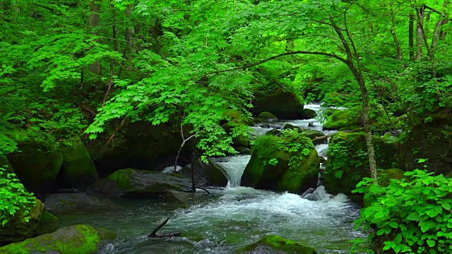 绿林中的小溪——青森市磐濑河视频下载