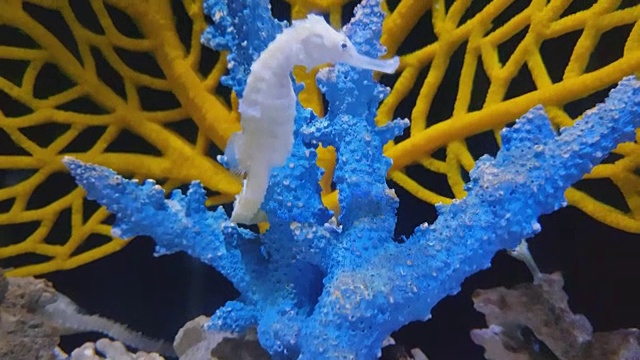 泰国普吉岛，海水中的海马和五颜六色的珊瑚视频素材