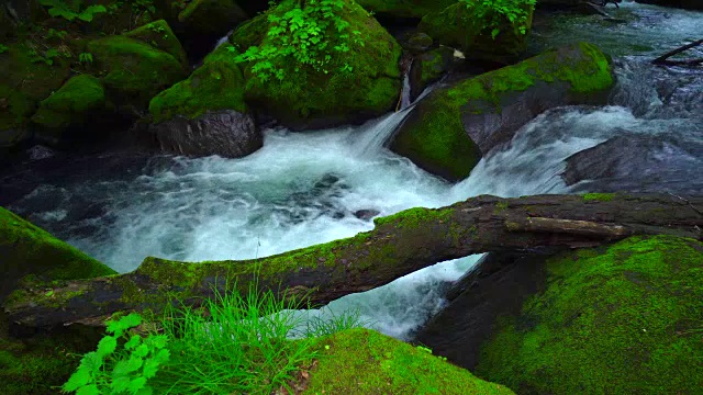 绿林中的小溪——青森市磐濑河视频下载