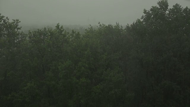 大雨和大风使树木摇晃。飓风。视频下载