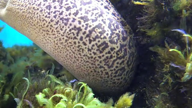 条海鳗。视频下载