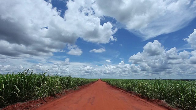巴西圣保罗乡间的甘蔗种植园视频素材