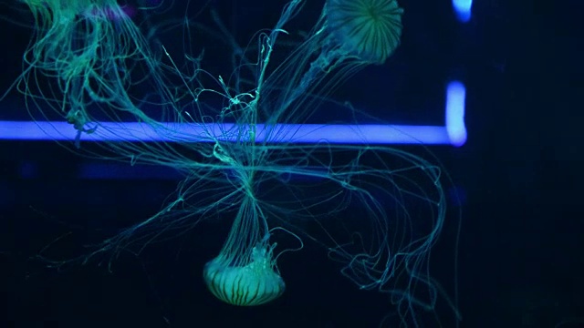 美丽多彩的水母在水族馆游泳视频下载