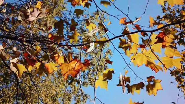 美丽的秋叶在刮风的日子里飘动视频素材