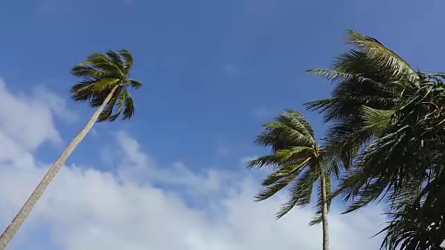 热带棕榈树和蓝天白云，低角度观赏。视频素材