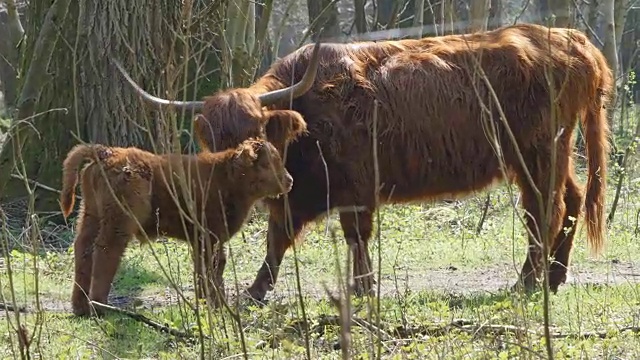 苏格兰高地母牛和小牛视频素材