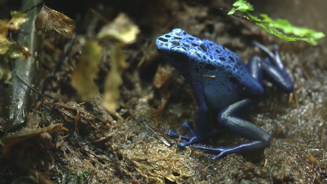 这是一只蓝色毒蛙的特写镜头视频下载