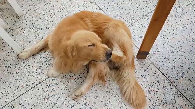 两张金毛猎犬搔耳朵的照片视频下载