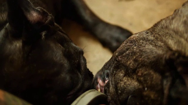 可爱的法国黑色斗牛犬喜欢被抚摸。视频下载
