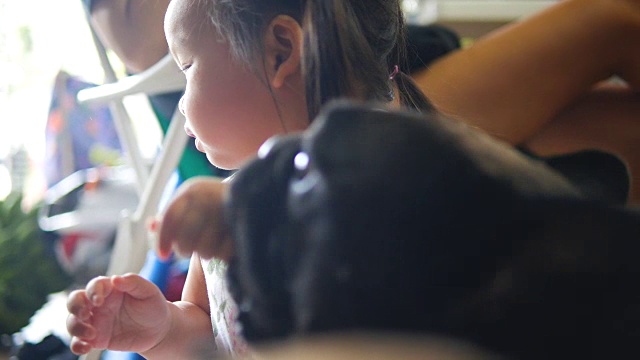可爱的黑色法国斗牛犬喜欢被抚摸。视频素材