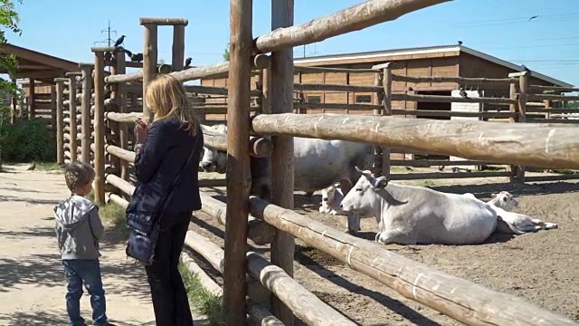 美丽的其他和儿子站在附近的鸟舍与奶牛在动物园视频下载