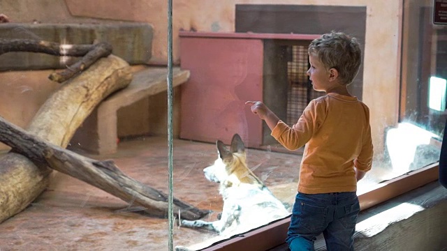小男孩在动物园里看鬣狗视频素材
