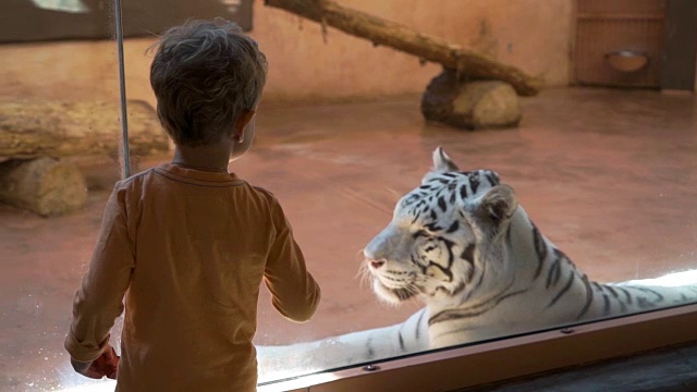 小男孩在动物园里看白虎视频素材