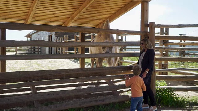 在动物园里，母子站在骆驼旁边视频素材