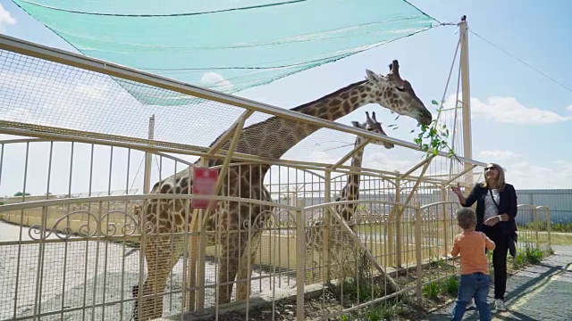 动物园里一只长颈鹿旁边有个带着婴儿的漂亮女人视频下载