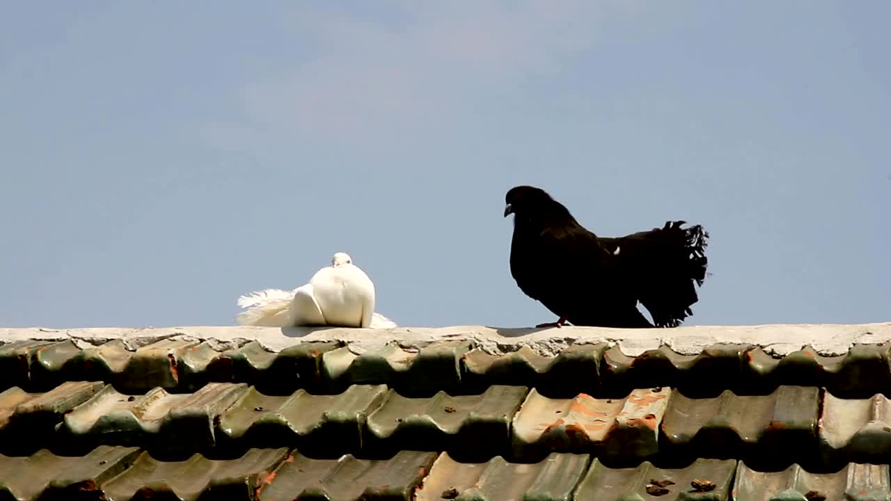 白鸽和黑鸽在屋顶上咕咕叫。鸽子-和平的象征视频下载