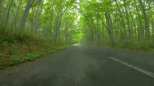 路在森林槽雾视频素材
