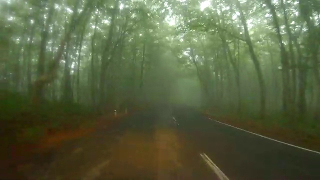 路在森林槽雾视频素材