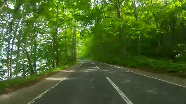 驾车穿过森林路视频下载